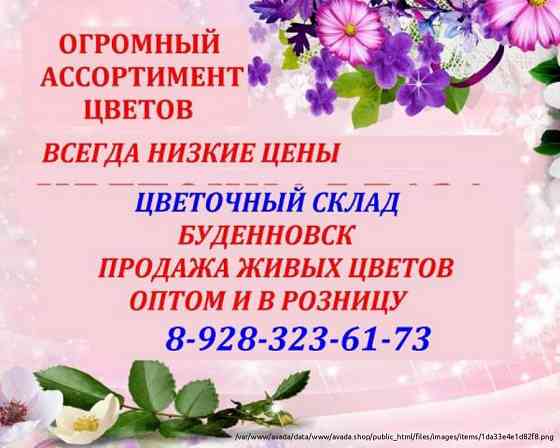 Цветочный склад, опт-розница, низкие цены Буденновск Budennovsk
