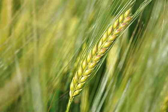 Семена озимой пшеницы, ячменя и тритикале элита и репродукции Zernograd