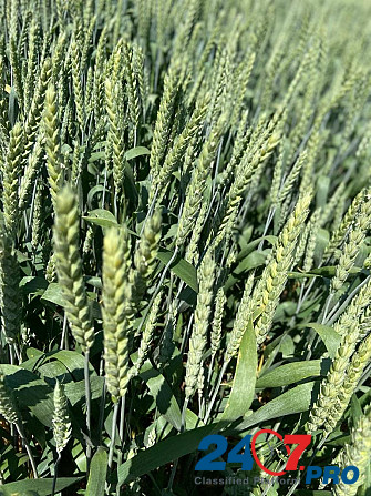 Семена озимой пшеницы, ячменя и тритикале элита и репродукции Zernograd - photo 2