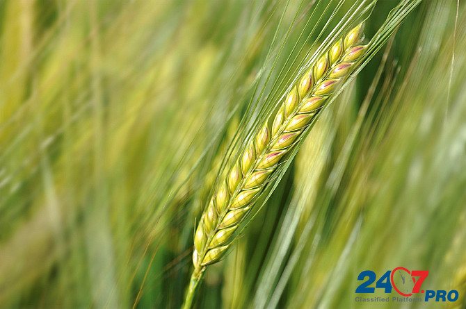 Семена озимой пшеницы, ячменя и тритикале элита и репродукции Zernograd - photo 3