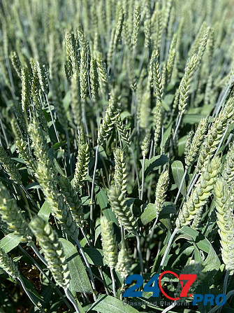 Семена озимой пшеницы, ячменя и тритикале элита и репродукции Зерноград - изображение 1