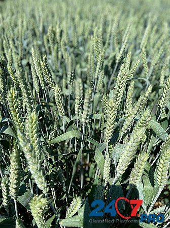 Семена озимой пшеницы, ячменя и тритикале элита и репродукции Zernograd - photo 4