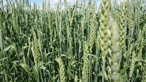 Семена озимой пшеницы элита и репродукции Zernograd