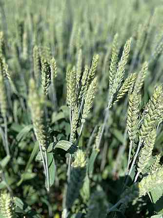 Семена озимой пшеницы элита и репродукции Зерноград