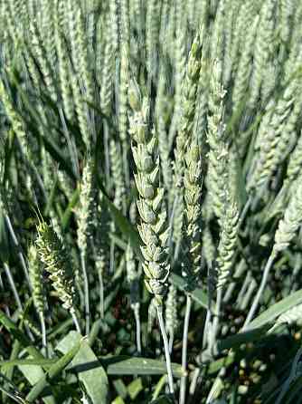 Семена озимой пшеницы элита и репродукции Zernograd