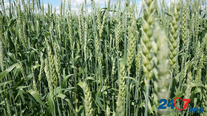 Семена озимой пшеницы элита и репродукции Zernograd - photo 2