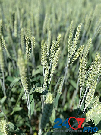 Семена озимой пшеницы элита и репродукции Zernograd - photo 1