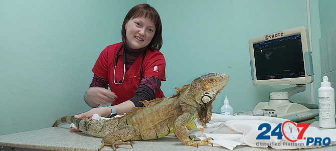 Лечение рептилий в Москве. Moscow - photo 2