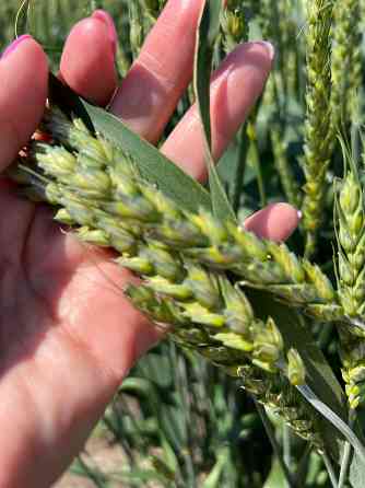 Семена озимой пшеницы краснодарской селекции Zernograd