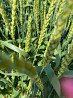 Семена озимой пшеницы краснодарской селекции Zernograd