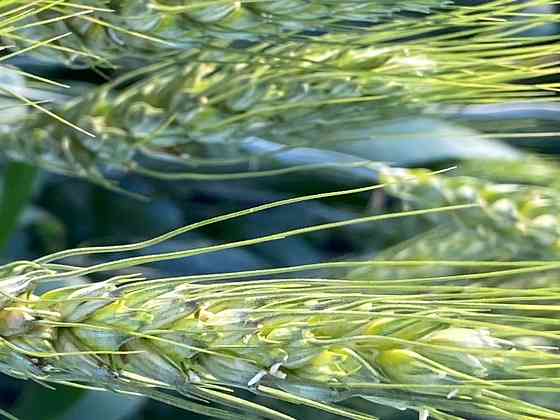 Семена озимой пшеницы зерноградской селекции Zernograd