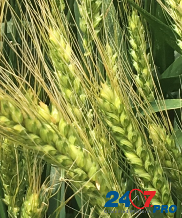 Семена озимой пшеницы зерноградской селекции Зерноград - изображение 1