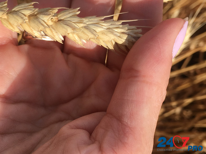 Семена озимой пшеницы зерноградской селекции Zernograd - photo 3