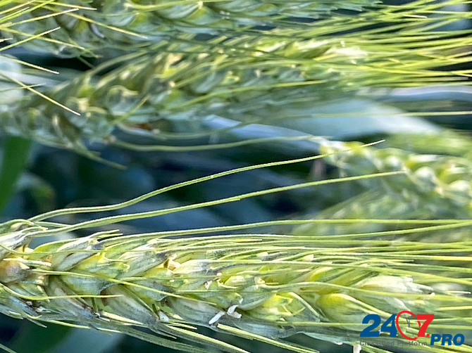 Семена озимой пшеницы зерноградской селекции Зерноград - изображение 2