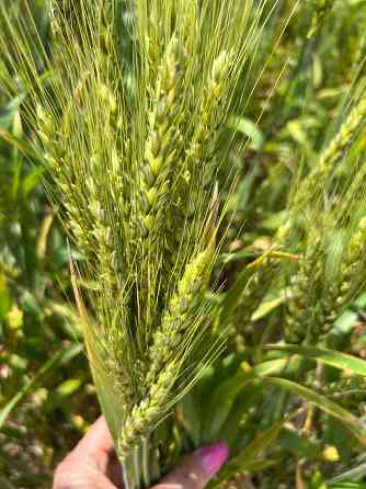 Семена озимой пшеницы донской селекции элита и репродукции Zernograd