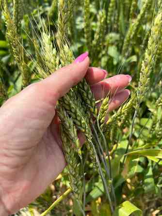 Семена озимой пшеницы донской селекции Rostov-na-Donu