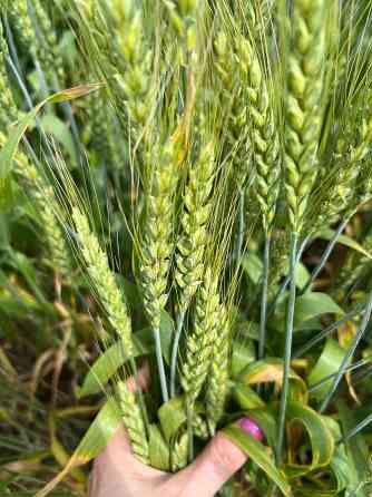 Семена озимой пшеницы зерноградской селекции Rostov-na-Donu