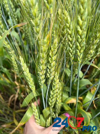 Семена озимой пшеницы зерноградской селекции Rostov-na-Donu - photo 1