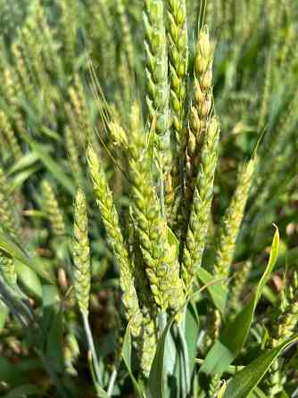 Семена озимой пшеницы краснодарской селекции Rostov-na-Donu