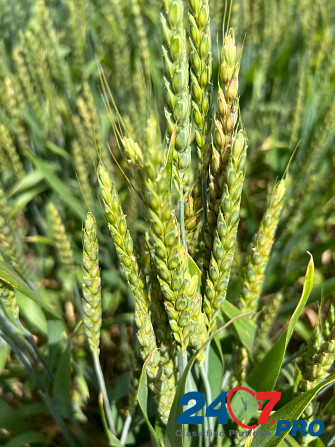 Семена озимой пшеницы краснодарской селекции Rostov-na-Donu - photo 1