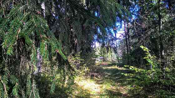 Шикарный участок на опушке соснового леса, расширение до 40 соток Палкино