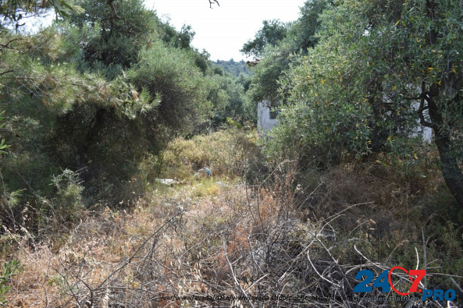 Земельный участок с оливковых дерева в районе Скала Сотирос Komotini - photo 6