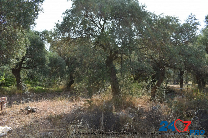 Земельный участок с оливковых дерева в районе Скала Сотирос Комотини - изображение 5