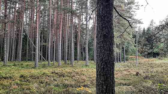 Домик на эстонском хуторе в хвойном лесу под Старым Изборском Pskov