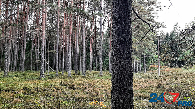 Домик на эстонском хуторе в хвойном лесу под Старым Изборском Pskov - photo 2