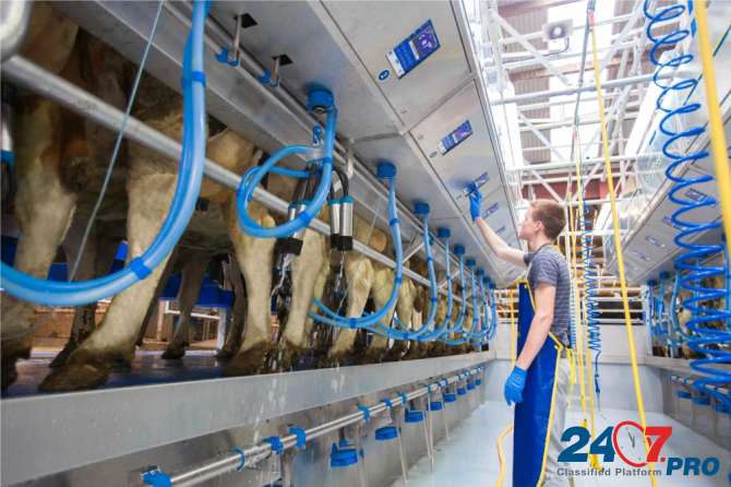 Продажа доильного оборудования для молочных ферм Смоленск - изображение 1