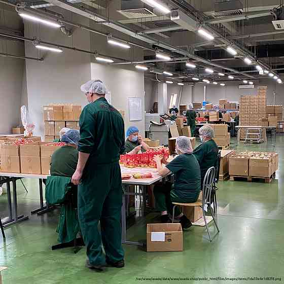 Упаковщицы, Чайное производство, на вахту, Московская область, с проживанием требуются Рязань