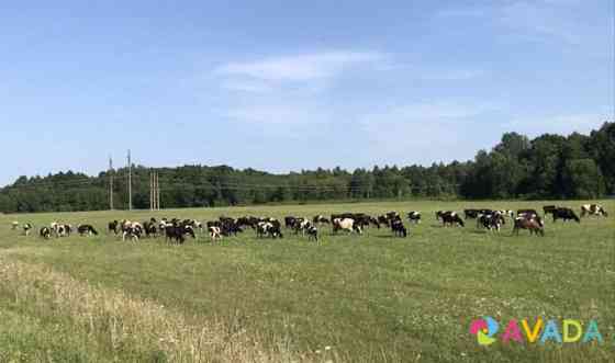 Молочная ферма "От зернышка до прилавка" (Органик) Zhizdra