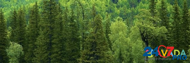 Продам лес на корню Severobaykal'sk - photo 1