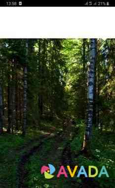 Лес на корню Varnavino