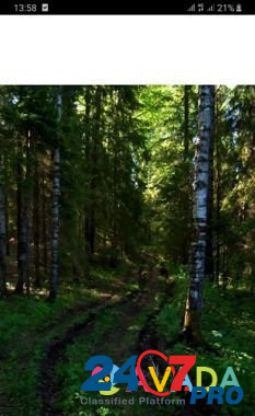 Лес на корню Varnavino - photo 1