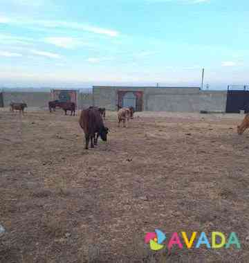 Ферма с коровами Каспийск