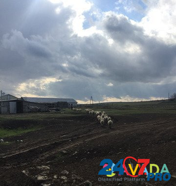 Продам ферму, кошару Simferopol - photo 4