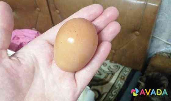Яйцо дамашнее Усолье-Сибирское