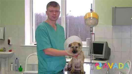 Ветеринарные услуги Solikamsk