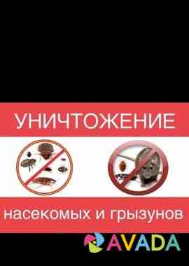 Уничтожение клопов, тараканов, блох. Черкесск Cherkessk