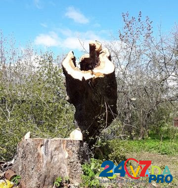 Спил удаление аварийных ветхих деревьев Opochka - photo 2