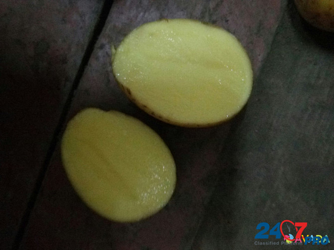 Продовольственный и семенной картофель оптом. Gorodets - photo 1