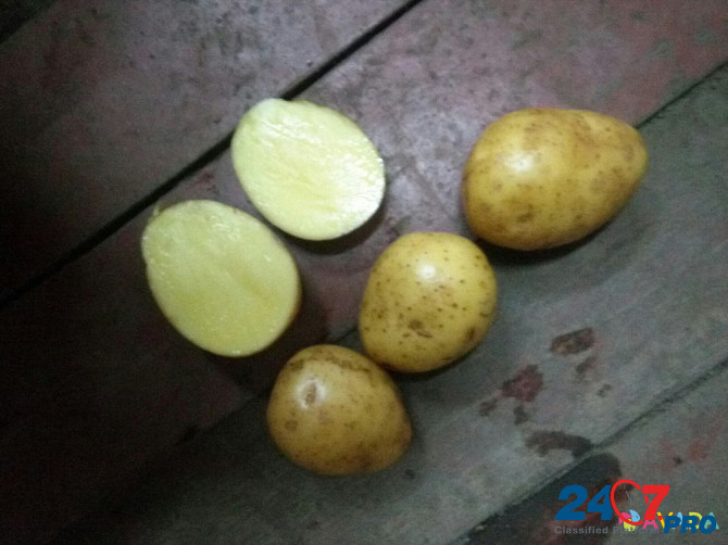 Продовольственный и семенной картофель оптом. Gorodets - photo 2