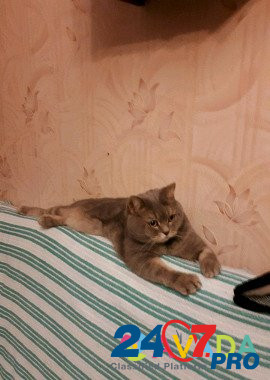 Квартирная передержка кошек Домодедово - изображение 3