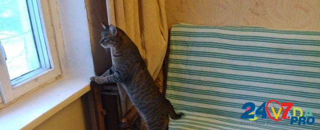 Квартирная передержка кошек Домодедово - изображение 2