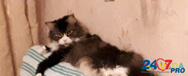 Квартирная передержка кошек Домодедово - изображение 4