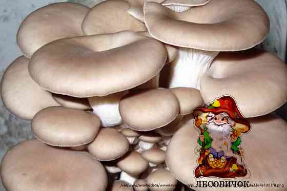 Вешенки свежие грибы купить оптом и в розницу Moscow