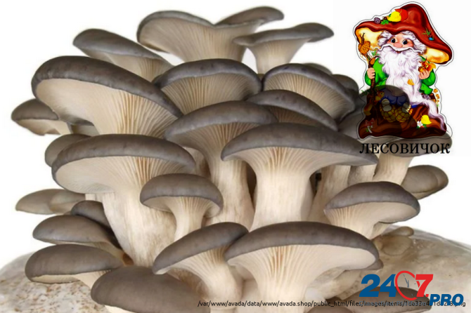 Вешенки свежие грибы купить оптом и в розницу Moscow - photo 1