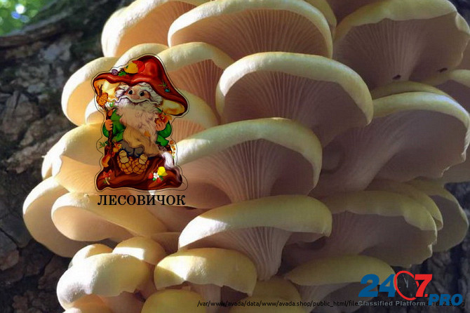 Вешенки свежие грибы купить оптом и в розницу Moscow - photo 8