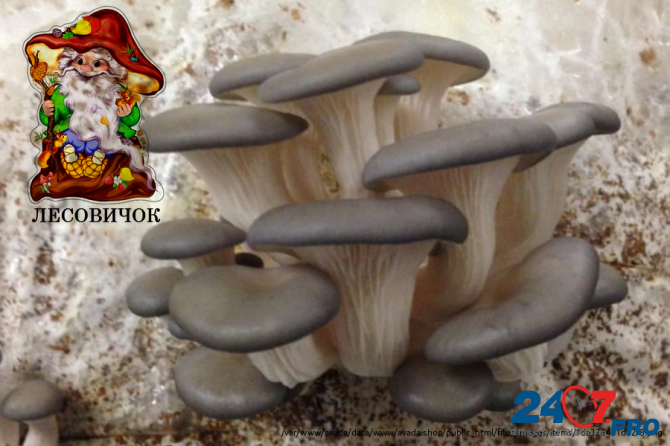 Вешенки свежие грибы купить оптом и в розницу Moscow - photo 2